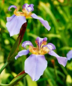 Purple Walking Iris Live Starter Plant Rhizome - 1-3" Tall - Indoor/Outdoor Perennial - Image 1