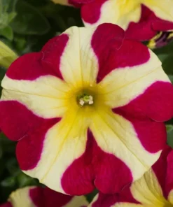 Queen of Hearts Petunia Live Plant - Pink Yellow Bicolor Flowers, 2 Starter Plants, 3-6