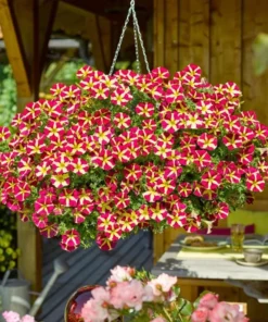 Queen of Hearts Petunia Live Plant - Pink Yellow Bicolor Flowers, 2 Starter Plants, 3-6" Tall, Trailing Petunia for Baskets & Pots - Image 1