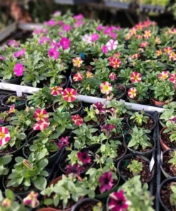 Queen of Hearts Petunia Live Plant - Pink Yellow Bicolor Flowers, 2 Starter Plants, 3-6