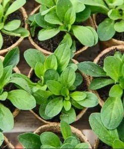 Queen of Hearts Petunia Live Plant - Pink Yellow Bicolor Flowers, 2 Starter Plants, 3-6