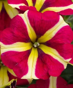 Queen of Hearts Petunia Live Plant - Pink Yellow Bicolor Flowers, 2 Starter Plants, 3-6
