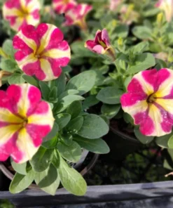 Queen of Hearts Petunia Live Plants - Pink Yellow Bicolor Trailing, 4 Pack Starter, 3-6" Tall - Image 2