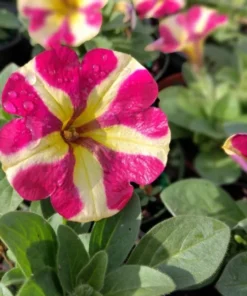 Queen of Hearts Petunia Live Plants - Pink Yellow Bicolor Trailing, 4 Pack Starter, 3-6