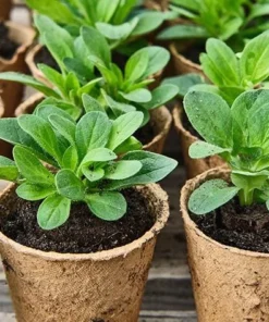 Queen of Hearts Petunia Live Plants - Pink Yellow Bicolor Trailing, 4 Pack Starter, 3-6