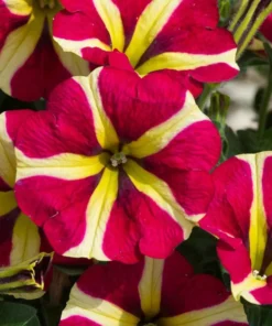 Queen of Hearts Petunia Live Plants - Pink Yellow Bicolor Trailing, 4 Pack Starter, 3-6