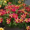 Queen of Hearts Petunia Live Plants - Pink Yellow Bicolor Trailing, 4 Pack Starter, 3-6" Tall - Image 1