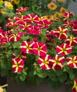 Queen of Hearts Petunia Live Plants - Pink Yellow Bicolor Trailing, 4 Pack Starter, 3-6" Tall - Image 1