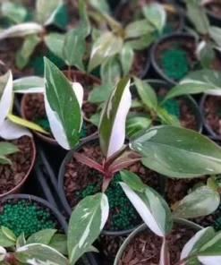 Red Anderson Philodendron Live Plant – Blushing Ornamental Houseplant – 5-8" Tall - Image 2