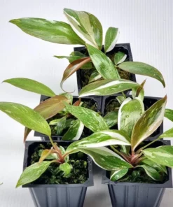 Red Anderson Philodendron Live Plant – Blushing Ornamental Houseplant – 5-8