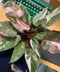 Red Anderson Philodendron Live Plant – Blushing Ornamental Houseplant – 5-8