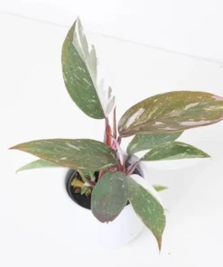 Red Anderson Philodendron Live Plant – Blushing Ornamental Houseplant – 5-8