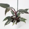 Red Anderson Philodendron Live Plant – Blushing Ornamental Houseplant – 5-8" Tall - Image 1