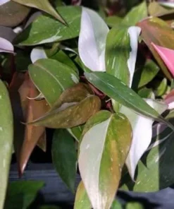 Red Anderson Philodendron Live Plant – Blushing Ornamental Houseplant – 5-8