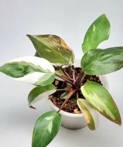 Red Anderson Philodendron Live Plant – Blushing Ornamental Houseplant – 5-8