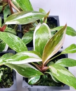 Red Anderson Philodendron Live Plant – Blushing Ornamental Houseplant – 5-8