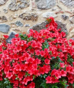 Red Azalea Live Plant 6-8 Inch Tall, 3 Inch Pot - Outdoor Azalea Shrub - Image 10