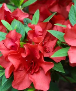 Red Azalea Live Plant 6-8 Inch Tall, 3 Inch Pot - Outdoor Azalea Shrub - Image 2