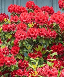 Red Azalea Live Plant 6-8 Inch Tall, 3 Inch Pot - Outdoor Azalea Shrub - Image 3