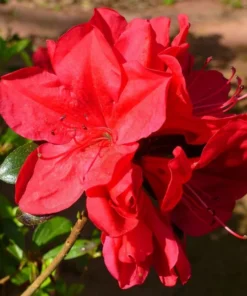 Red Azalea Live Plant 6-8 Inch Tall, 3 Inch Pot - Outdoor Azalea Shrub - Image 4