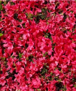 Red Azalea Live Plant 6-8 Inch Tall, 3 Inch Pot - Outdoor Azalea Shrub - Image 5