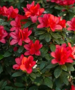 Red Azalea Live Plant 6-8 Inch Tall, 3 Inch Pot - Outdoor Azalea Shrub - Image 7