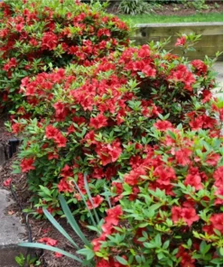 Red Azalea Live Plant 6-8 Inch Tall, 3 Inch Pot - Outdoor Azalea Shrub - Image 8
