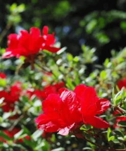 Red Azalea Live Plant 6-8 Inch Tall, 3 Inch Pot - Outdoor Azalea Shrub - Image 9