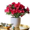 Red Azalea Live Plant 6-8 Inch Tall, 3 Inch Pot - Outdoor Azalea Shrub - Image 1