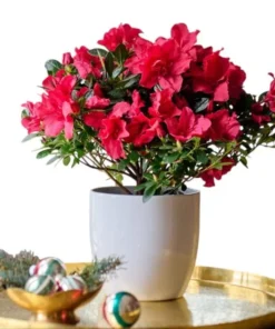 Red Azalea Live Plant 6-8 Inch Tall, 3 Inch Pot - Outdoor Azalea Shrub - Image 1