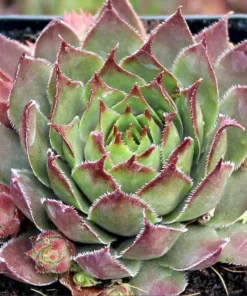 Red Beauty Hen & Chicks Sempervivum Live Succulent Plant Plug, 1-3 Inch Tall, Outdoor - Image 2