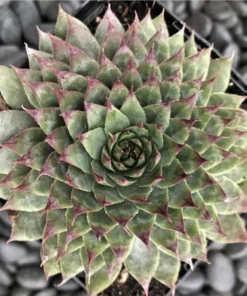 Red Beauty Hen & Chicks Sempervivum Live Succulent Plant Plug, 1-3 Inch Tall, Outdoor - Image 3