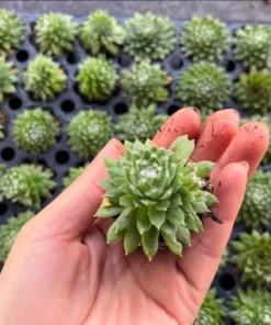 Red Beauty Hen & Chicks Sempervivum Live Succulent Plant Plug, 1-3 Inch Tall, Outdoor - Image 5