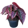 Red Begonia Brevirimosa Live Plant – Angel Wing Cane Begonia 5-7 Inch Tall, Houseplant - Image 1