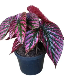 Red Begonia Brevirimosa Live Plant – Angel Wing Cane Begonia 5-7 Inch Tall, Houseplant - Image 1