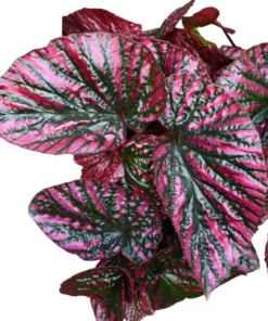 Red Begonia Brevirimosa Live Plant – Angel Wing Cane Begonia 5-7 Inch Tall, Houseplant - Image 2