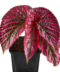Red Begonia Brevirimosa Live Plant – Angel Wing Cane Begonia 5-7 Inch Tall, Houseplant - Image 3
