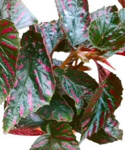 Red Begonia Brevirimosa Live Plant – Angel Wing Cane Begonia 5-7 Inch Tall, Houseplant - Image 8