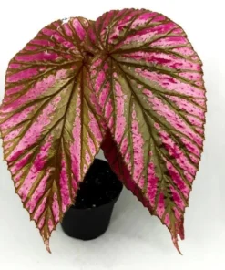 Red Begonia Brevirimosa Live Plant – Angel Wing Cane Begonia 5-7 Inch Tall, Houseplant - Image 9