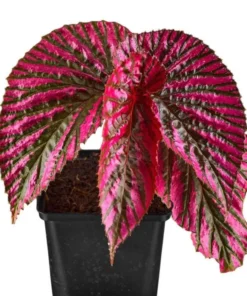 Red Begonia Brevirimosa Live Plants - Set of 2, 5-7 Inch Tall Angel Wing Cane Begonia - Image 2