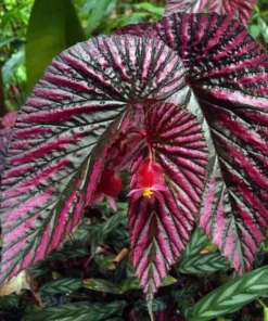 Red Begonia Brevirimosa Live Plants - Set of 2, 5-7 Inch Tall Angel Wing Cane Begonia - Image 3