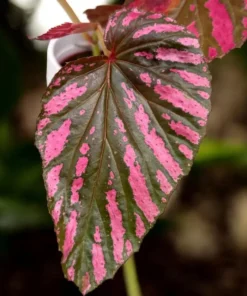 Red Begonia Brevirimosa Live Plants - Set of 2, 5-7 Inch Tall Angel Wing Cane Begonia - Image 4