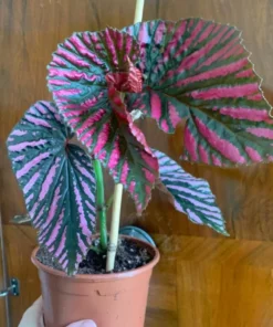 Red Begonia Brevirimosa Live Plants - Set of 2, 5-7 Inch Tall Angel Wing Cane Begonia - Image 5