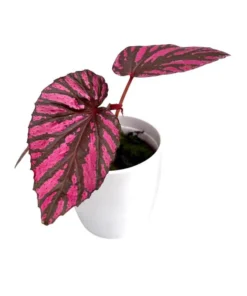Red Begonia Brevirimosa Live Plants - Set of 2, 5-7 Inch Tall Angel Wing Cane Begonia - Image 8