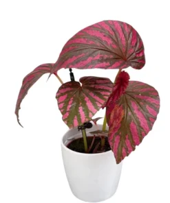 Red Begonia Brevirimosa Live Plants - Set of 2, 5-7 Inch Tall Angel Wing Cane Begonia - Image 9