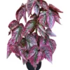 Red Begonia Brevirimosa Live Plants - Set of 2, 5-7 Inch Tall Angel Wing Cane Begonia - Image 1