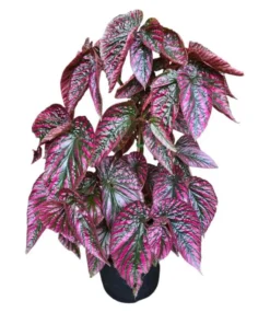 Red Begonia Brevirimosa Live Plants - Set of 2, 5-7 Inch Tall Angel Wing Cane Begonia - Image 1