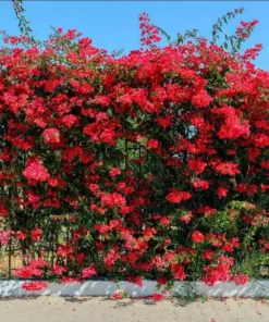 Red Bougainvillea Live Starter Plant – 4 Inch Pot – Outdoor Shrub - Image 10