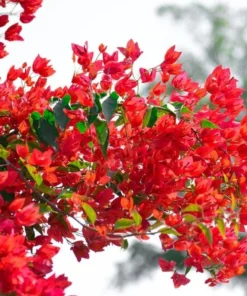 Red Bougainvillea Live Starter Plant – 4 Inch Pot – Outdoor Shrub - Image 2