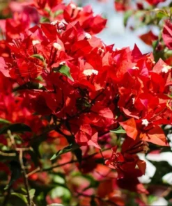 Red Bougainvillea Live Starter Plant – 4 Inch Pot – Outdoor Shrub - Image 3